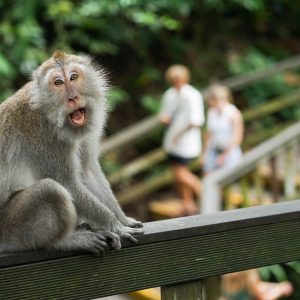 Bali Monkey Forest